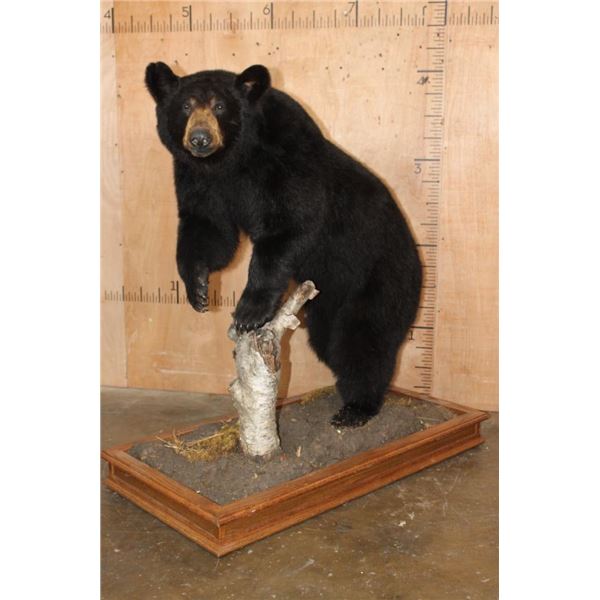Life-sized BLACK BEAR with All its Claws Mounted on a Wood Base