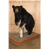 Image 1 : Life-sized BLACK BEAR with All its Claws Mounted on a Wood Base