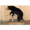 Image 2 : Life-sized BLACK BEAR with All its Claws Mounted on a Wood Base