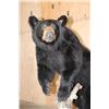 Image 3 : Life-sized BLACK BEAR with All its Claws Mounted on a Wood Base