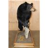 Image 4 : Life-sized BLACK BEAR with All its Claws Mounted on a Wood Base