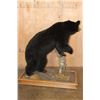 Image 5 : Life-sized BLACK BEAR with All its Claws Mounted on a Wood Base