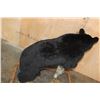 Image 6 : Life-sized BLACK BEAR with All its Claws Mounted on a Wood Base