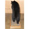Image 7 : Life-sized BLACK BEAR with All its Claws Mounted on a Wood Base