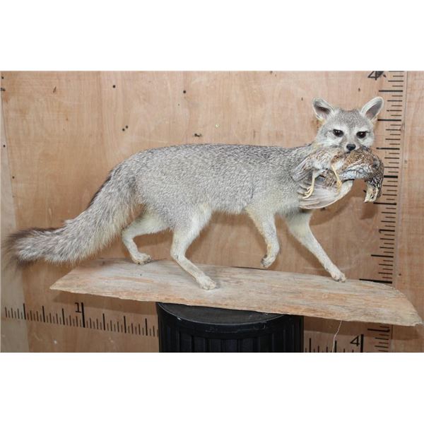 Life-sized GREY FOX with a BOBWHITE QUAIL in its Mouth and Mounted on a Driftwood Base