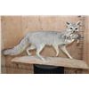 Image 1 : Life-sized GREY FOX with a BOBWHITE QUAIL in its Mouth and Mounted on a Driftwood Base