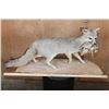 Image 2 : Life-sized GREY FOX with a BOBWHITE QUAIL in its Mouth and Mounted on a Driftwood Base