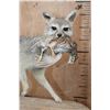 Image 3 : Life-sized GREY FOX with a BOBWHITE QUAIL in its Mouth and Mounted on a Driftwood Base