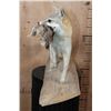 Image 4 : Life-sized GREY FOX with a BOBWHITE QUAIL in its Mouth and Mounted on a Driftwood Base