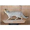 Image 5 : Life-sized GREY FOX with a BOBWHITE QUAIL in its Mouth and Mounted on a Driftwood Base