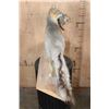 Image 6 : Life-sized GREY FOX with a BOBWHITE QUAIL in its Mouth and Mounted on a Driftwood Base