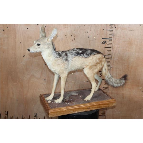Life-sized BLACK-BACKED JACKAL on a Wood Base