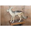 Image 1 : Life-sized BLACK-BACKED JACKAL on a Wood Base