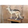 Image 2 : Life-sized BLACK-BACKED JACKAL on a Wood Base