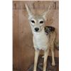 Image 3 : Life-sized BLACK-BACKED JACKAL on a Wood Base