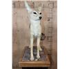Image 4 : Life-sized BLACK-BACKED JACKAL on a Wood Base