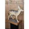 Image 5 : Life-sized BLACK-BACKED JACKAL on a Wood Base