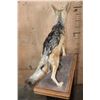 Image 6 : Life-sized BLACK-BACKED JACKAL on a Wood Base