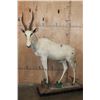 Image 1 : Life-sized WHITE BLESBOK on a Decorative Base
