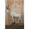 Image 2 : Life-sized WHITE BLESBOK on a Decorative Base