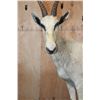 Image 3 : Life-sized WHITE BLESBOK on a Decorative Base