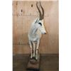 Image 4 : Life-sized WHITE BLESBOK on a Decorative Base