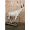 Image 5 : Life-sized WHITE BLESBOK on a Decorative Base