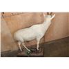 Image 6 : Life-sized WHITE BLESBOK on a Decorative Base