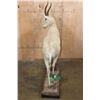 Image 7 : Life-sized WHITE BLESBOK on a Decorative Base