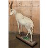 Image 8 : Life-sized WHITE BLESBOK on a Decorative Base