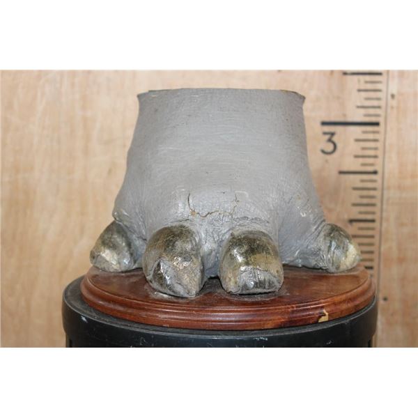 *Real Skin" HIPPOPATOMUS Foot Mounted on a Wood Plaque