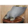 Image 4 : *Real Skin" HIPPOPATOMUS Foot Mounted on a Wood Plaque