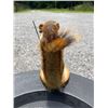 Image 4 : *New* Life-sized Fishing SQUIRREL with his Rod, Reel, and "Catch" a little Fish on a Wood Slice Base