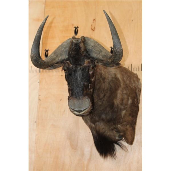 Big BLACK WILDEBEEST Wall Pedestal Mount