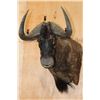 Image 1 : Big BLACK WILDEBEEST Wall Pedestal Mount