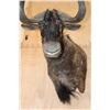Image 4 : Big BLACK WILDEBEEST Wall Pedestal Mount
