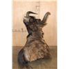 Image 6 : Big BLACK WILDEBEEST Wall Pedestal Mount