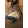 Image 7 : Big BLACK WILDEBEEST Wall Pedestal Mount