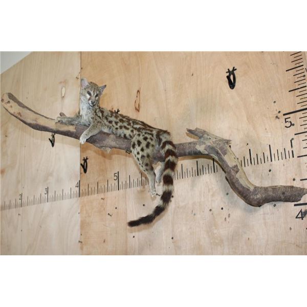 Life-sized GENET on a Branch Wall Base