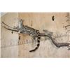 Image 1 : Life-sized GENET on a Branch Wall Base