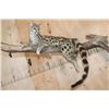 Image 2 : Life-sized GENET on a Branch Wall Base