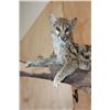 Image 3 : Life-sized GENET on a Branch Wall Base