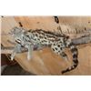 Image 4 : Life-sized GENET on a Branch Wall Base