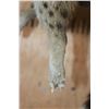 Image 5 : Life-sized GENET on a Branch Wall Base