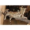 Image 7 : Life-sized GENET on a Branch Wall Base