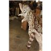 Image 8 : Life-sized GENET on a Branch Wall Base