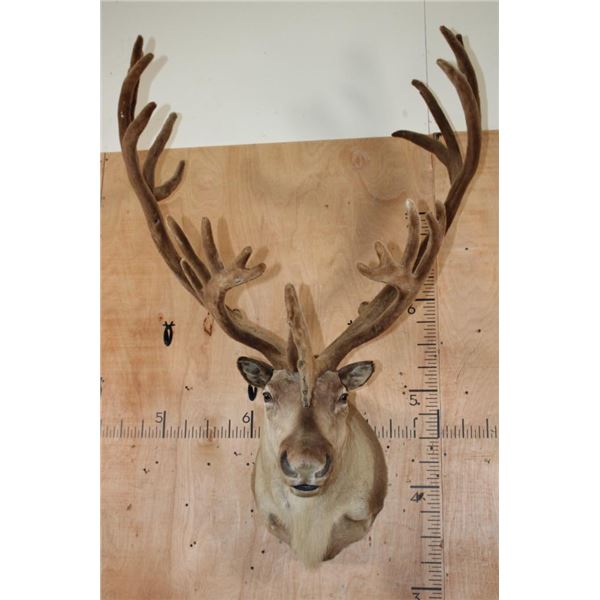 Big 30-Point CARIBOU Shoulder Mount in "Velvet"