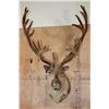 Image 1 : Big 30-Point CARIBOU Shoulder Mount in "Velvet"