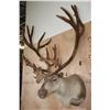 Image 2 : Big 30-Point CARIBOU Shoulder Mount in "Velvet"