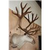 Image 3 : Big 30-Point CARIBOU Shoulder Mount in "Velvet"